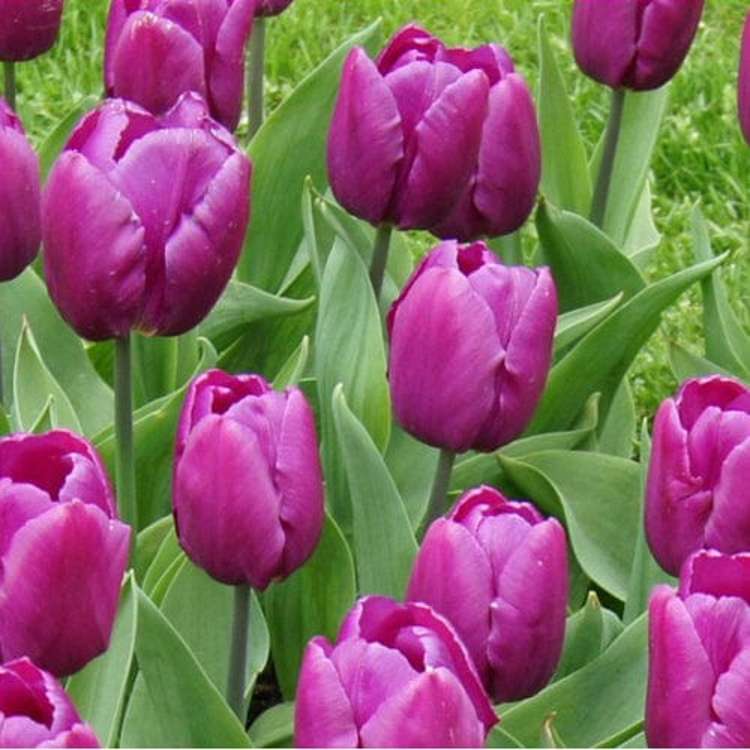 Tulpe 'Purple Prince'